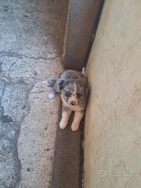 Border collie