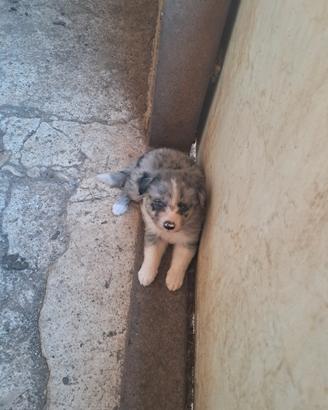 Border collie