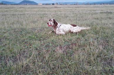 Setter inglese