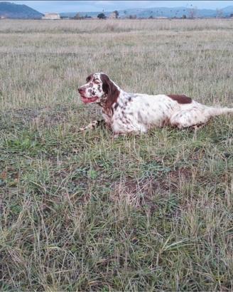 Setter inglese