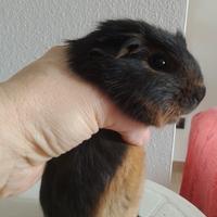 Cavia peruviana porcellino d'india