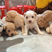 Cuccioli di MALTIPOO