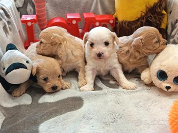 Cuccioli di MALTIPOO