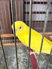 Cocorita