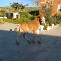 Puledra haflinger