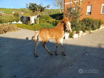 Puledra haflinger