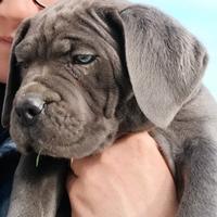 Cucciole di cane corso disponibili