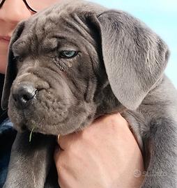 Cucciole di cane corso disponibili
