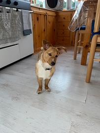 Cane di piccola taglia