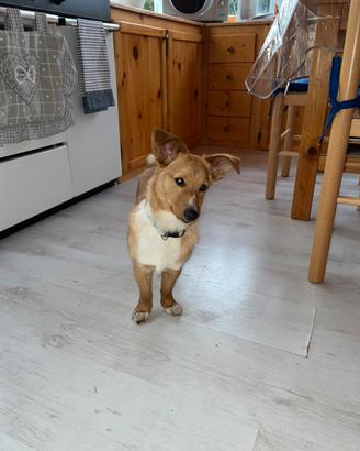 Cane di piccola taglia