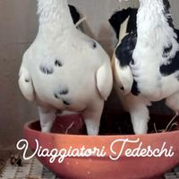 Colombi Viaggiatori Tedeschi