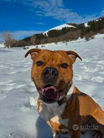 Amstaff per monta