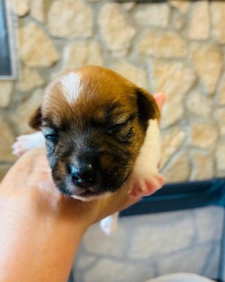 Cucciolata di Jack Russell in arrivo a Luglio 2026