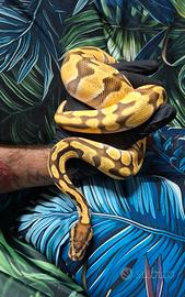 Pitone reale femmina