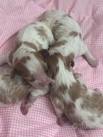 Cavalier King Charles maschi e femmine
