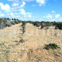 Terreno Agricolo Gallipoli [Cod. rif 3267167VCG]