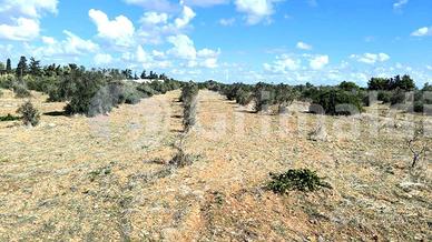 Terreno Agricolo Gallipoli [Cod. rif 3267167VCG]