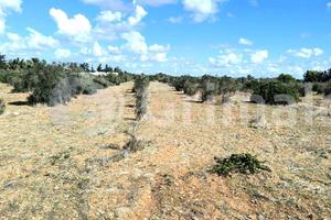Terreno Agricolo Gallipoli [Cod. rif 3267167VCG]