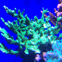 Montipora stellata corallo sps acquario marino