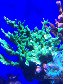 Montipora stellata corallo sps acquario marino