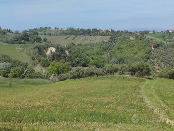 Uliveto a Loro Piceno (MC)