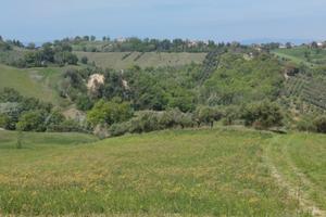 Uliveto a Loro Piceno (MC)
