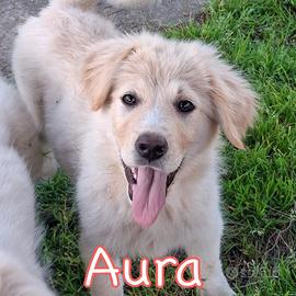 Aura: cucciola dolce e curiosa