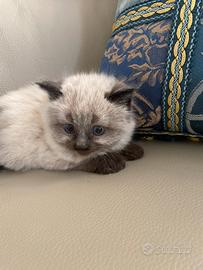 Siamese pelo lungo maschio