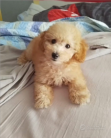 Disponibile cucciolo maschio di barboncino toy alb