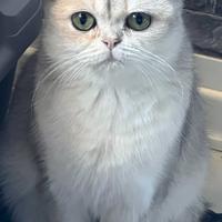 Scottish Stright femmina