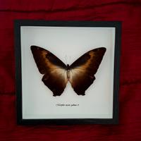 Quadro farfalla morpho