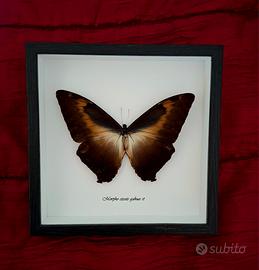 Quadro farfalla morpho