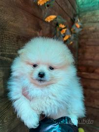 Spitz toy e nani