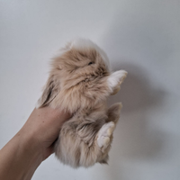 Coniglio ariete nano