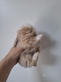 Coniglio ariete nano