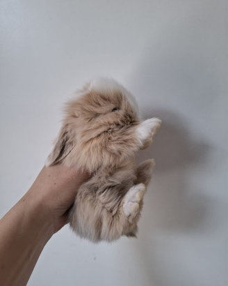 Coniglio ariete nano