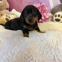 Bassotto tedesco nano kaninchen a pelo corto