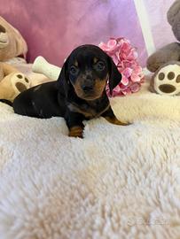 Bassotto tedesco nano kaninchen a pelo corto