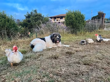 Cuccioli di mastino dei Pirenei