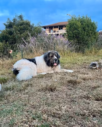 Cuccioli di mastino dei Pirenei