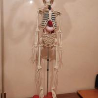 Scheletro Willy collezione educativa di anatomia
