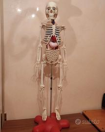 Scheletro Willy collezione educativa di anatomia