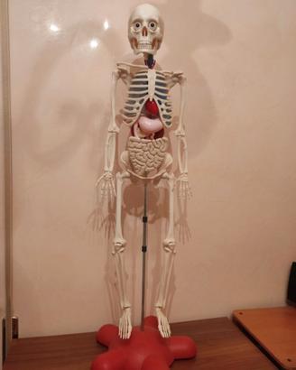 Scheletro Willy collezione educativa di anatomia