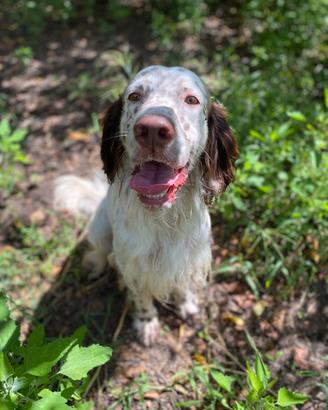Cane setter maschio