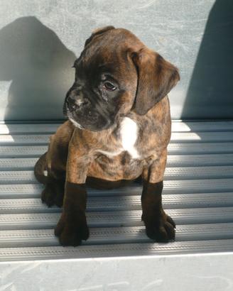 Boxer cuccioli