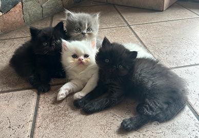 Cuccioli di Gatto Persiano Dollface