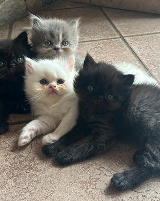 Cuccioli di Gatto Persiano Dollface