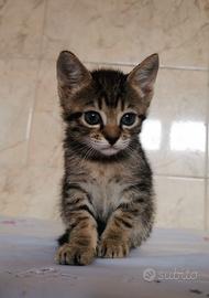 Cucciolo incrocio Angora Turco