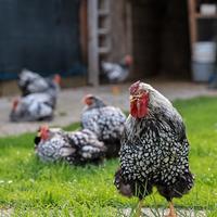 Robusta lionata amrock australorp brahma