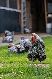 Robusta lionata amrock australorp brahma
